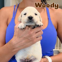 Woody - Light golden male Golden Retriever puppy in Las Vegas, Nevada from Robinson Retrievers