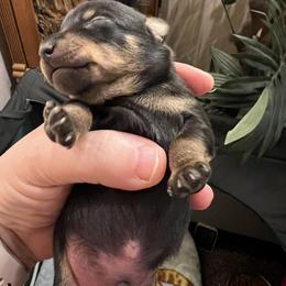 Prague Ratter Puppies from North Star Gem’s Prague Ratters