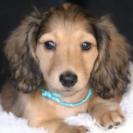 Boy 3 - male Dachshund puppy in Azle, Texas from American Dachshunds