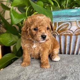 Wasabi - Apricot female Poodle puppy in Los Angeles, California from Exquisite Doodles