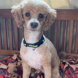 Soda - Red  male Poodle puppy in Norton Shores, Michigan from Dune Pack Doodles and Poodles