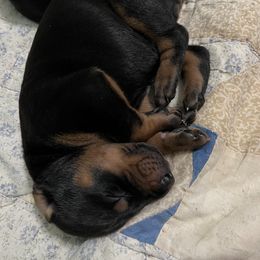 Doberman Pinscher Puppies from Bhon Mhuir Dobermanns