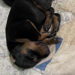 Doberman Pinscher Puppies from Bhon Mhuir Dobermanns