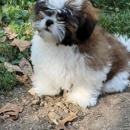 Shih Tzu Puppies from Grandma Ts Precious Puppies