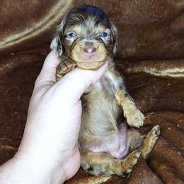 PENNE - Dapple female Dachshund puppy in Swink, Oklahoma from Palali Farm