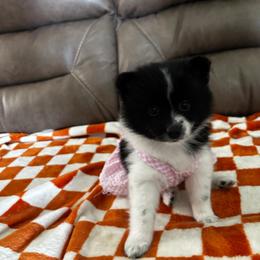 Pomeranian Puppies from Bella's Babies
