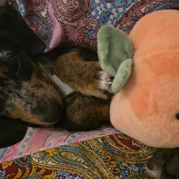 Dachshunds from Kayla Jamerson