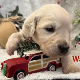 Walnut - Light golden male Golden Retriever puppy in Salt Lake City, Utah from Soaring golden retrievers