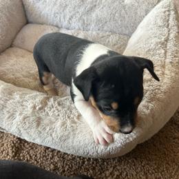 Glory - Black white and tan female Rat Terrier puppy in Canandaguia, New York from Mary ann Whipple's Old Dominion Terriers