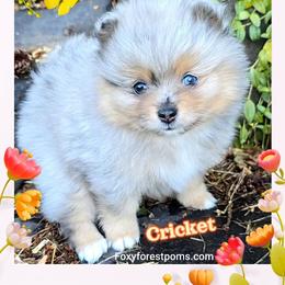 Cricket - AKC - Blue merle female Pomeranian puppy in Eatonville, Washington from Foxy Forest Poms