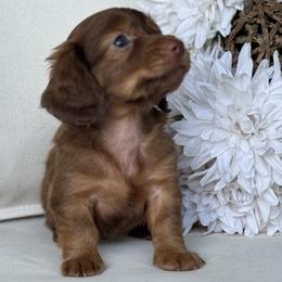Bourbon - Red male Dachshund puppy in Bentonville, Arkansas from Boujee Buns Dachshunds
