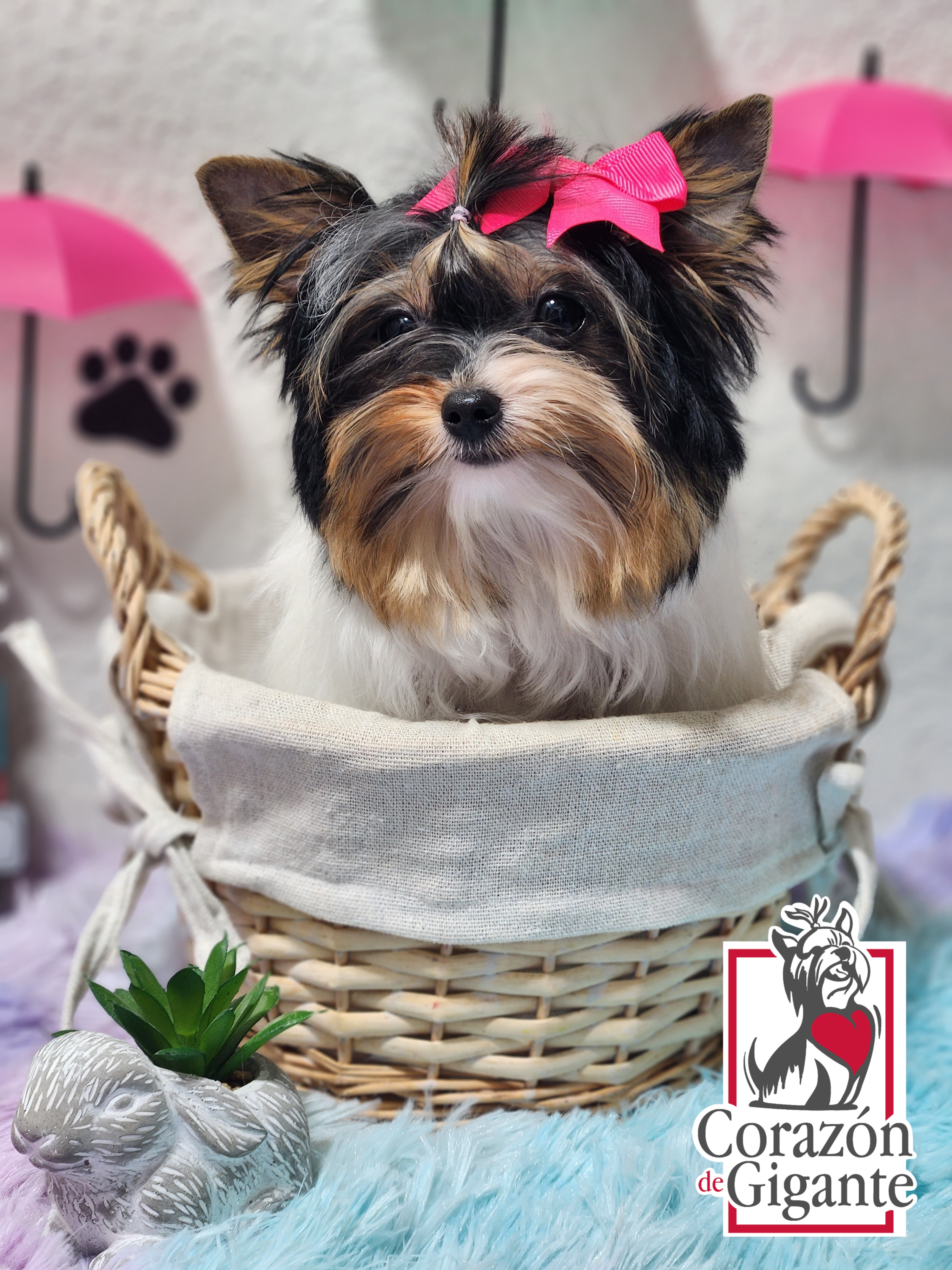 Biewer Terrier and Yorkshire Terrier Puppies from Corazón de gigante
