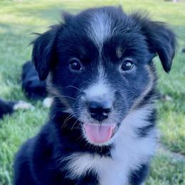 Australian Shepherds, Miniature American Shepherds, Miniature Australian Shepherds, and Toy Australian Shepherds from V5 Aussies