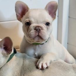 French Bulldogs from Furious Frenchies