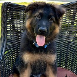 LUKE - Blue Collar Male - Black and red male German Shepherd puppy in Paso Robles, California from Central Coast German Shepherds