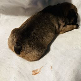 French Bulldog Puppies from Stratton Kennel