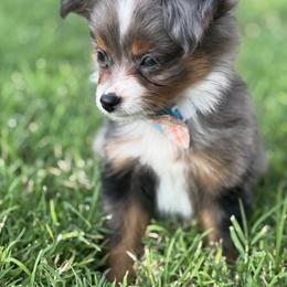 Toy Australian Shepherd Puppies from Carlsbad Toy Aussies