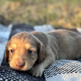 Chocolate shaded cream - Cream female Dachshund puppy in Crestview, Florida from Neverending Dachies