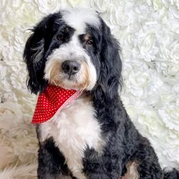 Mack - Bernedoodle
