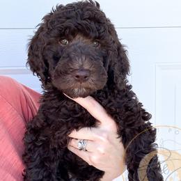Ralph (orange collar) - Chocolate male Goldendoodle puppy in Murrieta, California from Apricot Poodles & Goldendoodles, LLC