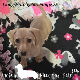 Puppy 5 by birth order (Girl 3) - Cream female Dachshund puppy in Anamosa, Iowa from Melsh Precious Pets