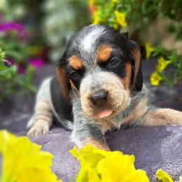 Basset Hound and Beagle Puppies from Orange Mountain Basset Hounds & Beagles