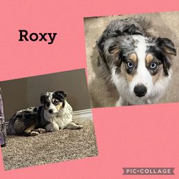 Roxie - Miniature Australian Shepherd