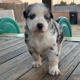 Boy 6 - Blue merle male Australian Shepherd puppy in Fontana, California from J.O Family Aussies