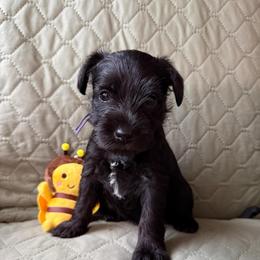 LUCY  - AKC - Purple Collar - Black female Miniature Schnauzer puppy in Wheeler, Wisconsin from Sue’s Miniature Schnauzers