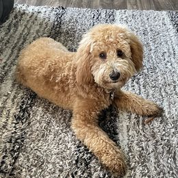 Sage - Poodle
