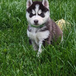 Siberian Husky Puppies from 3 Rivers Siberians(Richard's)