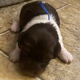 MOCHA. CKC FULL RIGHTS - Black and cream male Dachshund puppy in Elizabethtown, Kentucky from Teeny Tiny Puppy Tails