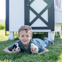 Bernedoodle Puppies from Sleepy Hollow Acres