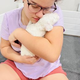 Sheepadoodle Puppies from Maplesierradoodles