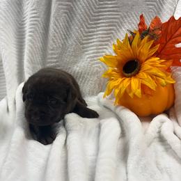 Orange collar - Chocolate male Labrador Retriever puppy in Stuart, Virginia from Russell Creek Labradors