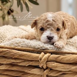 Boy 1 - Apricot male Poodle puppy in Glen Rose, Texas from Maple Bloom Canine Co.