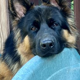 BooBoo - German Shepherd