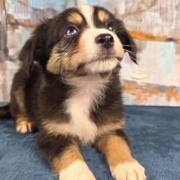 Brook - Black tri female Miniature Australian Shepherd puppy in Citra, Florida from Southpaw Herders LLC
