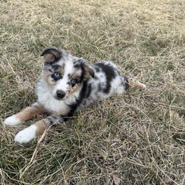 Boy 1 - Blue merle male Miniature Australian Shepherd puppy in Ellsworth, Kansas from Flying H Mini Aussies