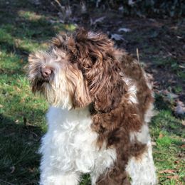 Kiwi - Australian Labradoodle