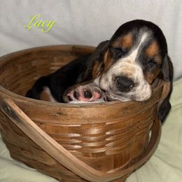 Lime Green Girl - Black brown and white female Basset Hound puppy in Edgar Springs, Missouri from Red Fern Basset Family