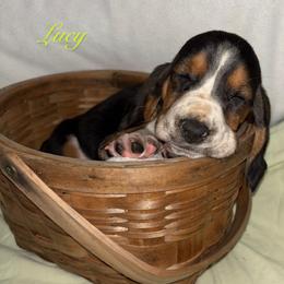 Lime Green Girl - Black brown and white female Basset Hound puppy in Edgar Springs, Missouri from Red Fern Basset Family