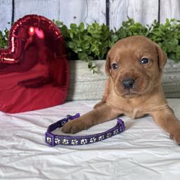 Purple - Yellow female Labrador Retriever puppy in Newton Grove, North Carolina from Wayalife Labradors & Gsp’s