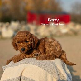 Goldendoodle and Poodle Puppies from Country Trail Pups