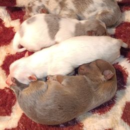 Pomeranian Puppies from Kimberley McNair