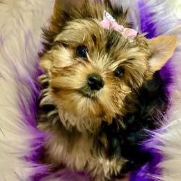 Harleigh - Yorkshire Terrier