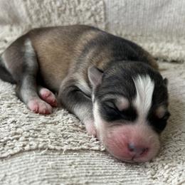Mae - Sable and white female Siberian Husky puppy in Union Grove, Alabama from Southern Siberian Life