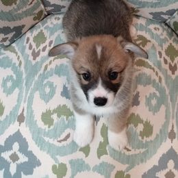 Pembroke Welsh Corgi Puppies from Princess Zelda Corgis
