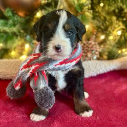 Boy 4 - Tri-color male Bernedoodle puppy in Royse City, Texas from Platinum Bernedoodles of Texas