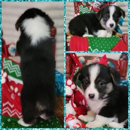 Turquoise bandana boy - Black and tan male Pembroke Welsh Corgi puppy in Cherokee, Oklahoma from MCS Farms-OK